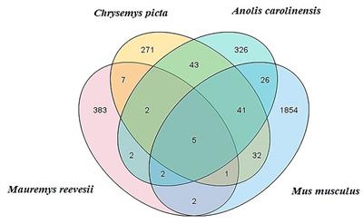 Comparison of Adult Testis and Ovary MicroRNA Expression Profiles in Reeves’ Pond Turtles (Mauremys reevesii) With Temperature-Dependent Sex Determination